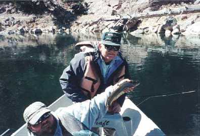 Brown trout - Green River